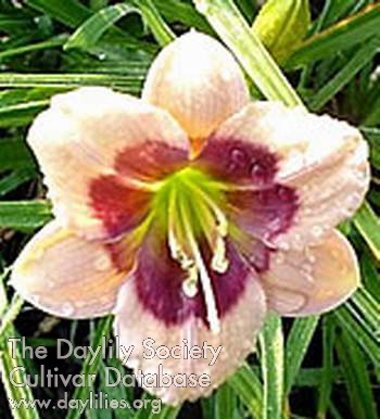 Daylily Enchanted Butterfly